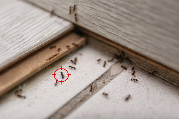 Best Wildlife Control Services  in Zwolle, LA