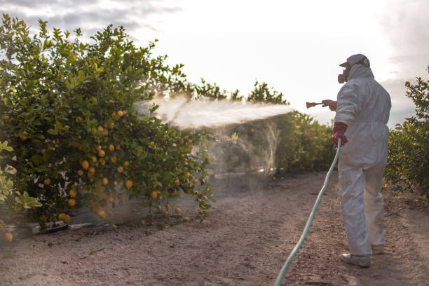 Best Local Pest Control Services  in Zwolle, LA